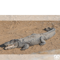 خانواده کروکودیل ها Crocodylidae